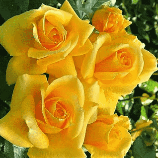 Roses or bouquet of yellow roses in a dream 