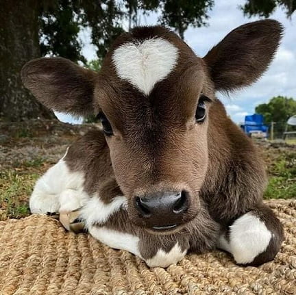 Interpret my dream about cows or calves