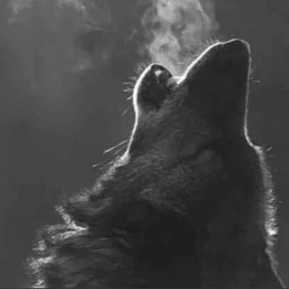 Meaning of dreams about a wolf howling or attacking you