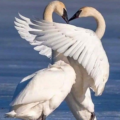 Interpretation of dreams about white or black swans