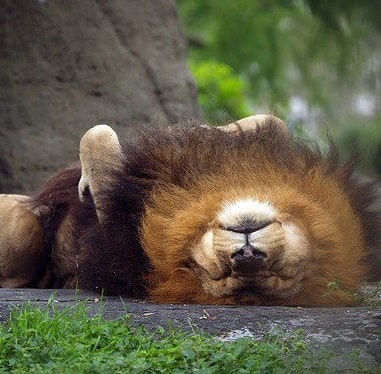 Dreaming of seeing a peaceful lion interpret meaning
