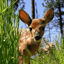 Dreams about deer or baby deer like Bambi