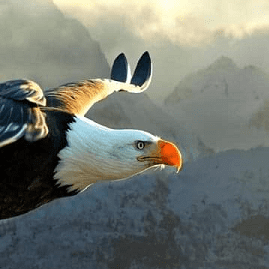 Bald eagle soaring eagle spirit animals and birds in dreams