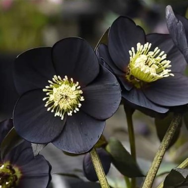 Dream meanings for black flowers or black insects
