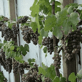 Dream about eating grapes or grape vines and leaves