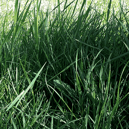 Dreams about green lush grass or lawn interpretation