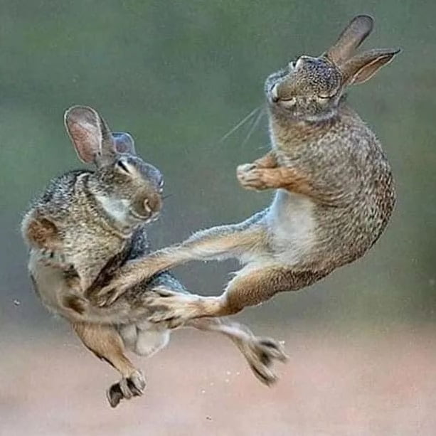 Rabbits or hares in dream interpretation and meaning