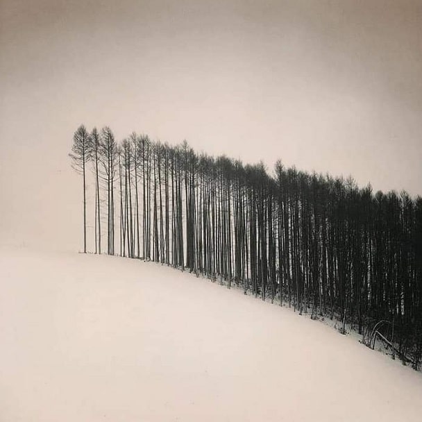 Dreams about many trees what is meaning of it