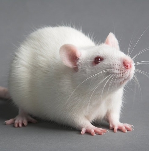 I dreamed about a white rat what is the meaning