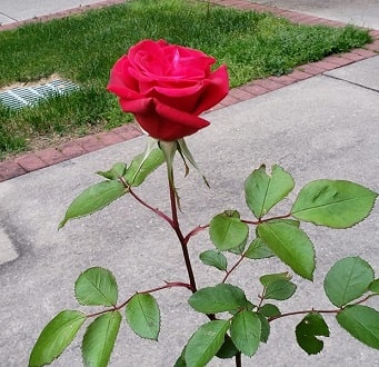 Red roses in a dream interpret meaning
