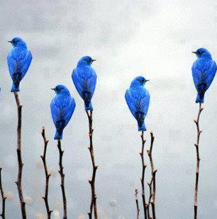 Blue birds perched on branches in the field possible meaning if in dreams