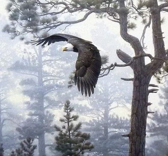 Dreams About Eagles Meaning and Interpretation