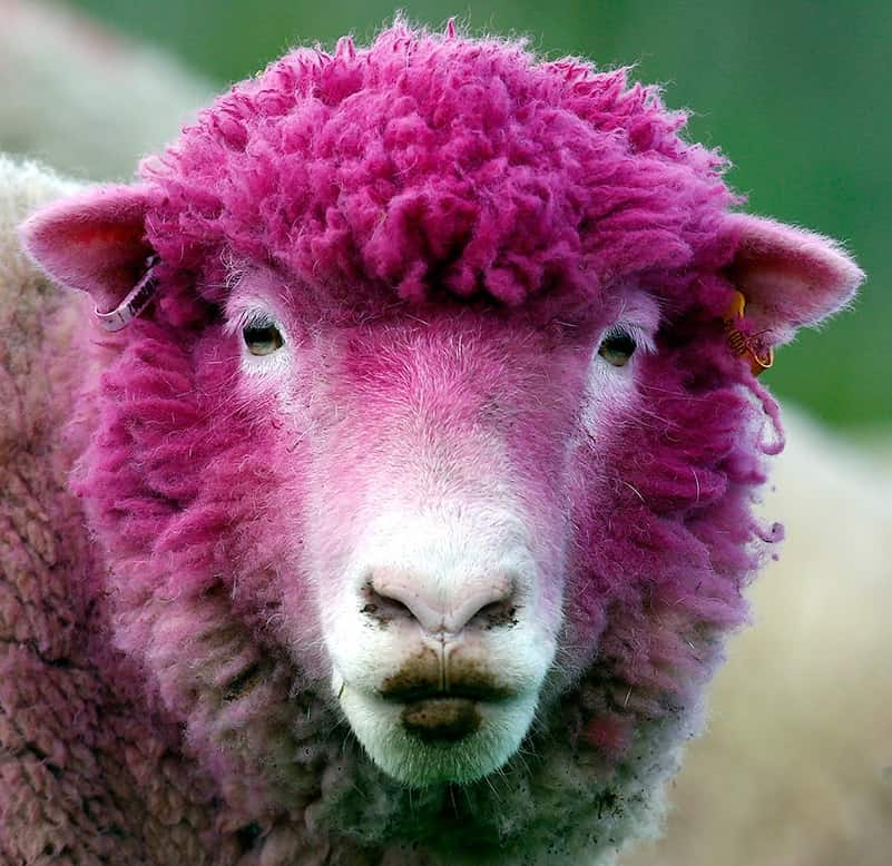 Interpretation of dreams about sheep meaning