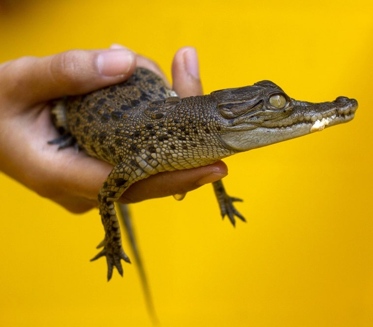 Dreaming about killing or eating an alligator