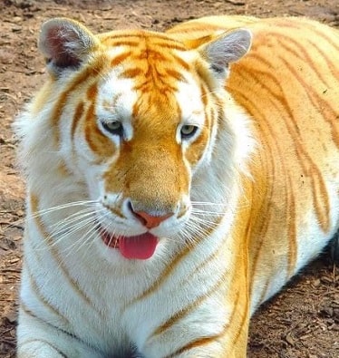 Dreams about tigers and cat jumping on me